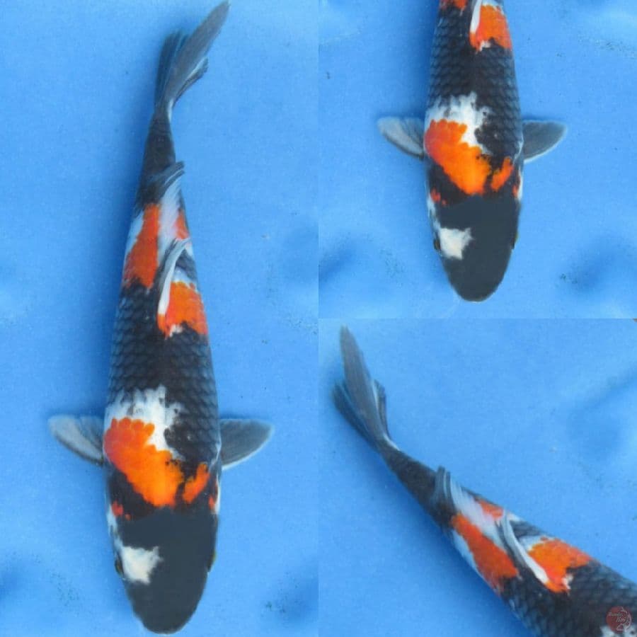 24cm , Male Showa 