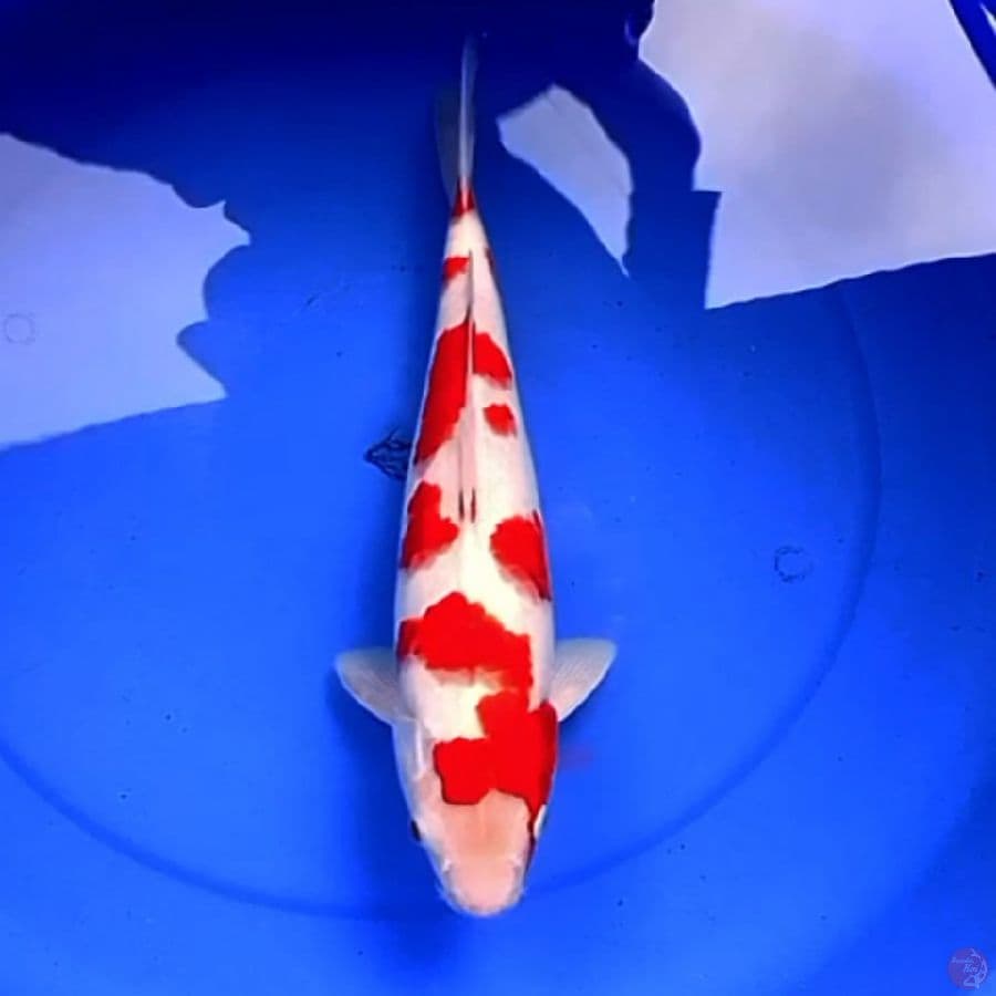 38cm KOHAKU AKAIBARA STRONG