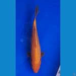 RED KARASHI (25CM)