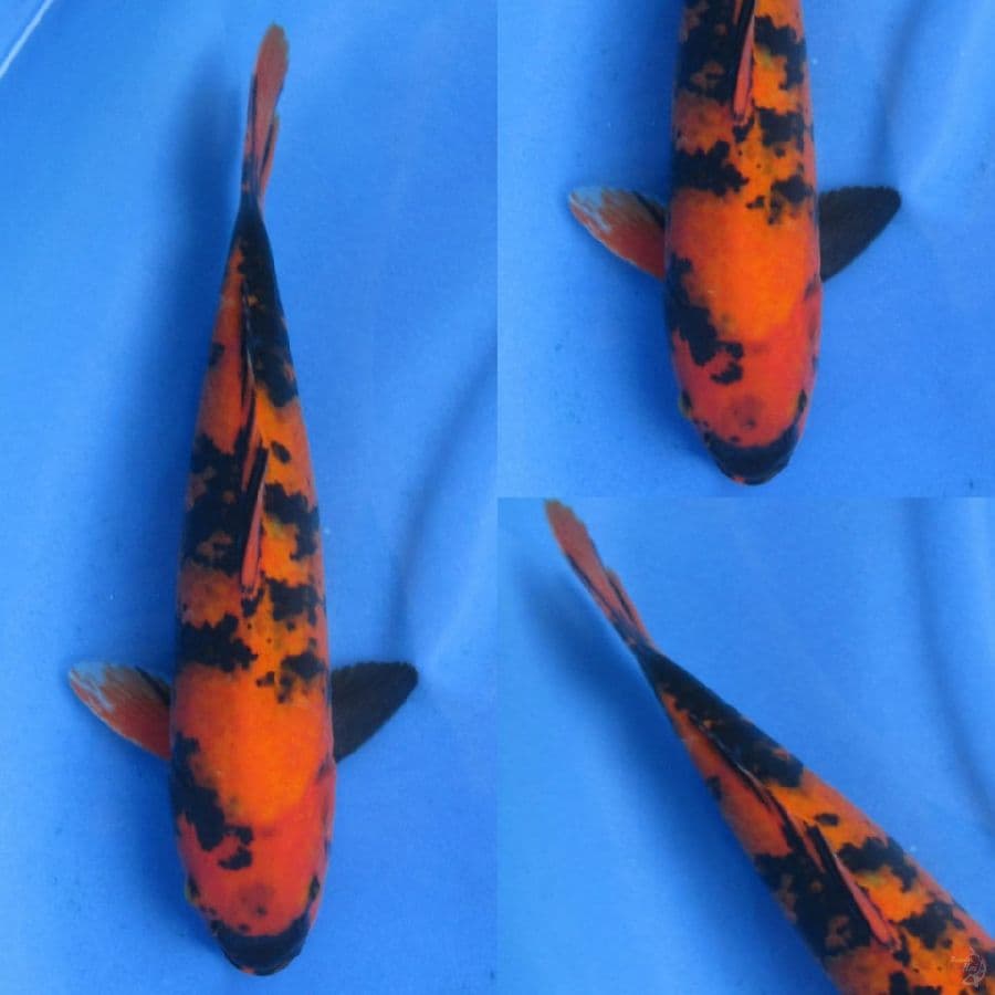 34cm , Hi Utsuri Tembus dada