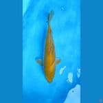 KARASI SIZE 50CM FEMALE