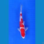 Sandan Kohaku 25cm Jantan
