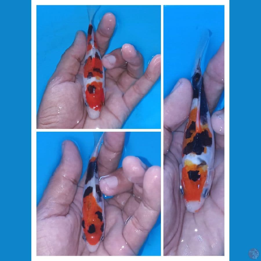 paket sanke doitsu,10,12,14 cm