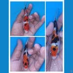 paket sanke doitsu,10,12,14 cm 
