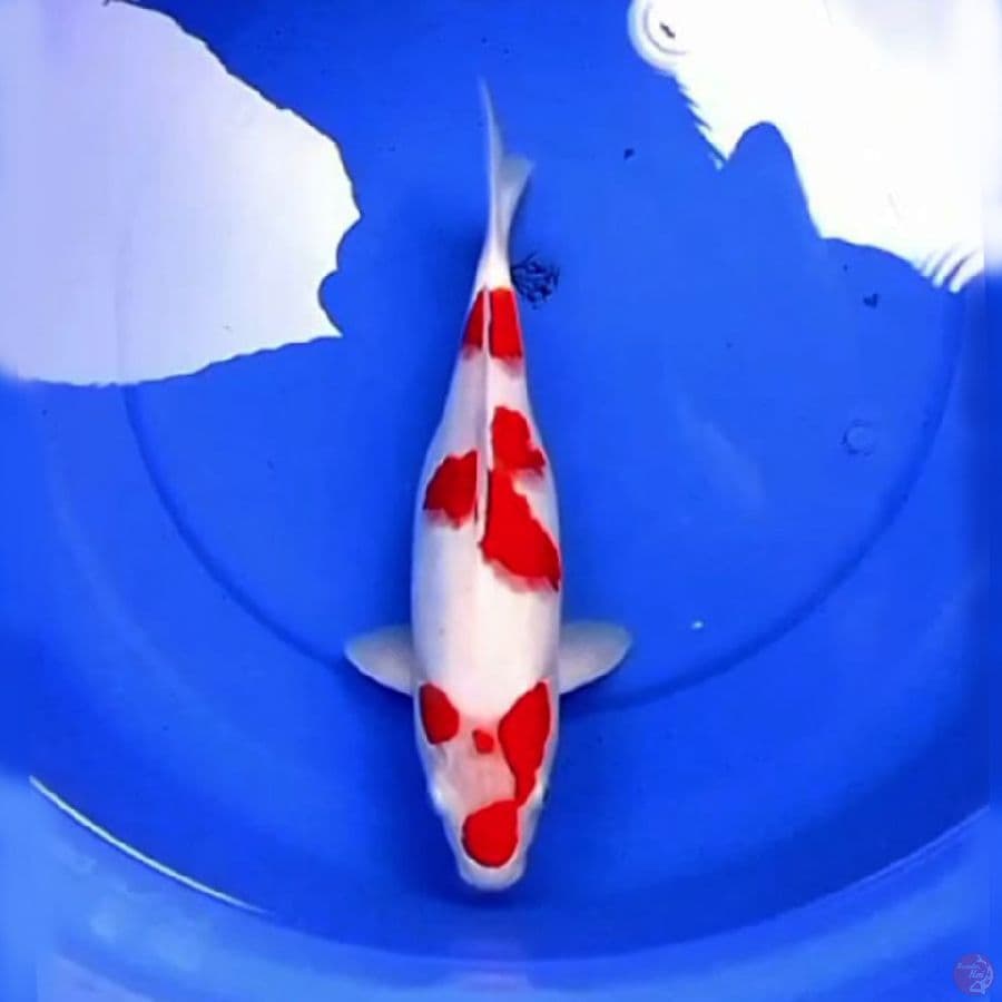 34cm BULKY KOHAKU PEKAT