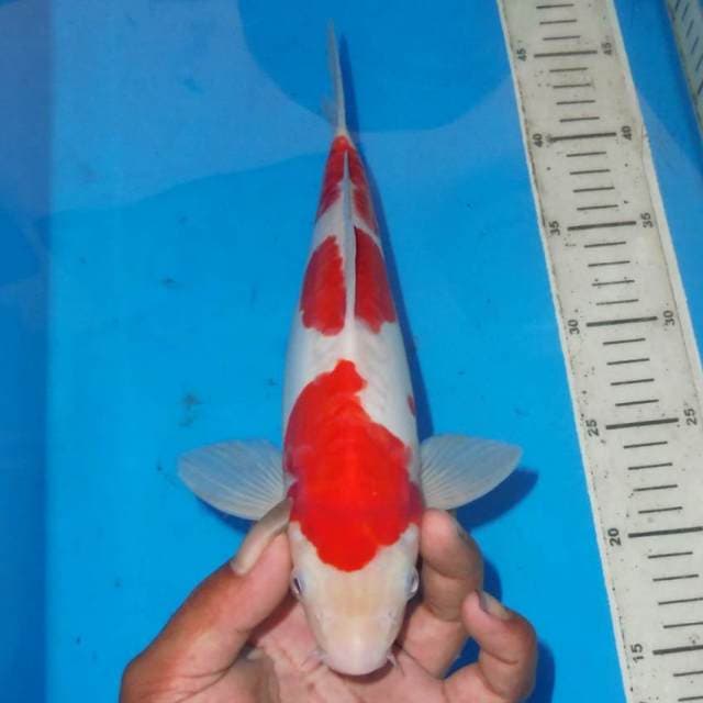 SANDAN KOHAKU SIMETRIS