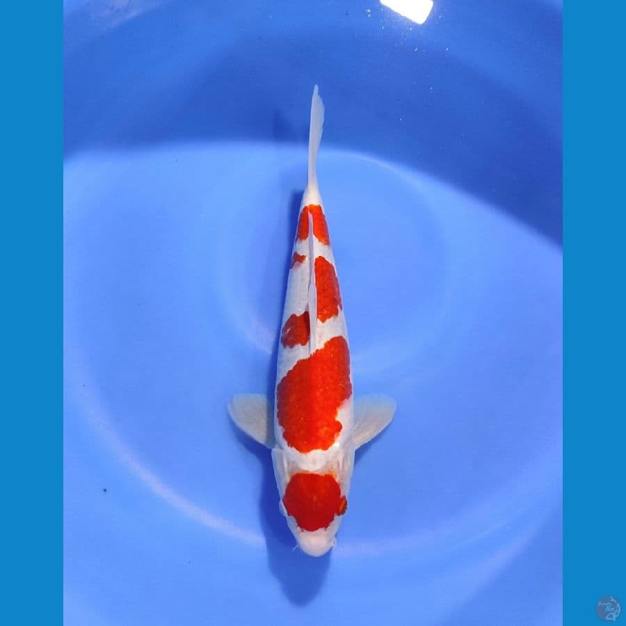 NGJI- KOHAKU MARUTEN 30CM