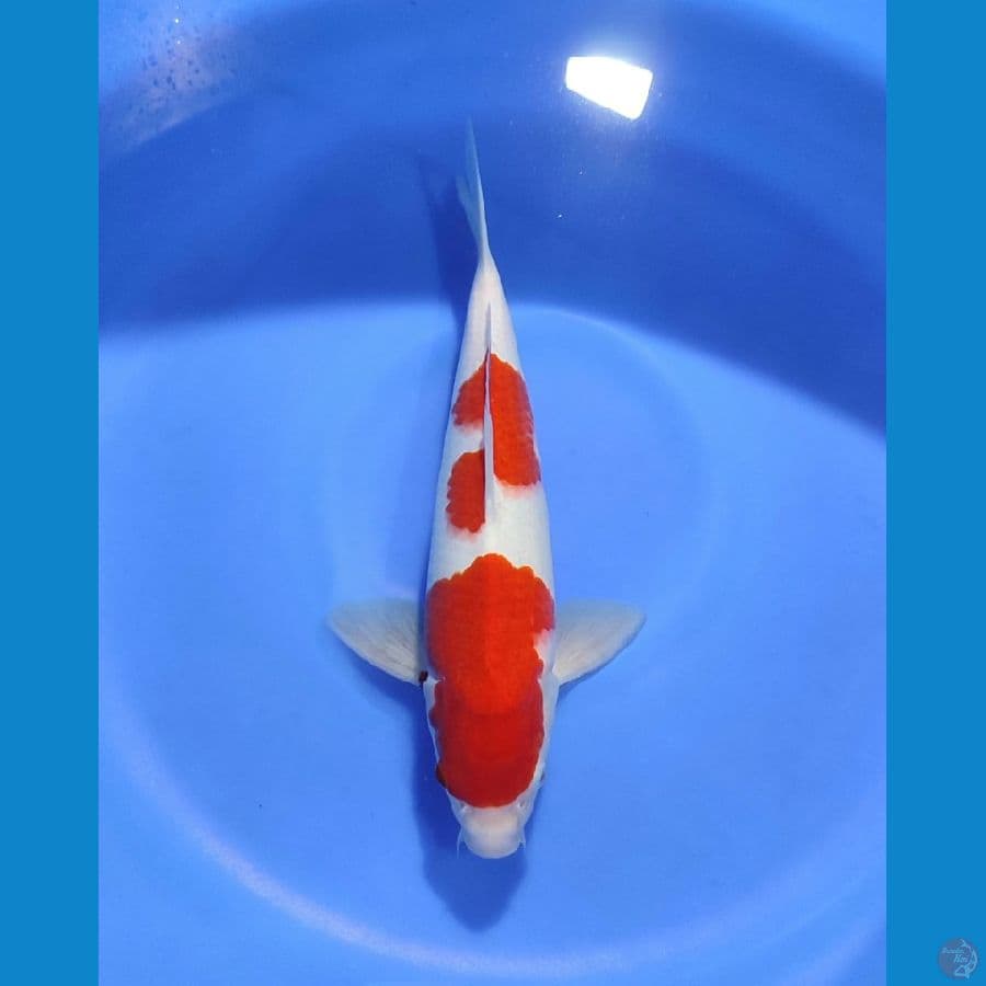 NGJI- KOHAKU