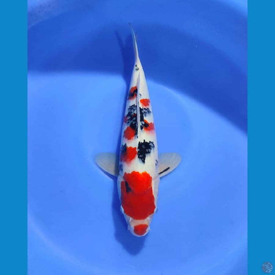 NGJI - SANKE 32CM