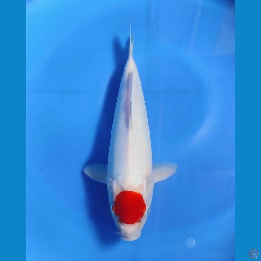 NGJI - TANCHONKOHAKU 35CM MALE 
