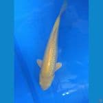 karashi ginrin 26cm 