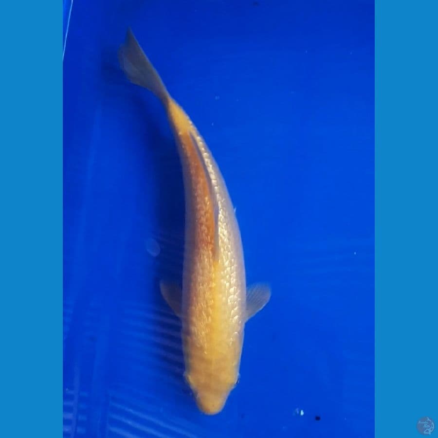 KARASHI GINRIN (26CM)