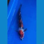 SHOWA (19CM)