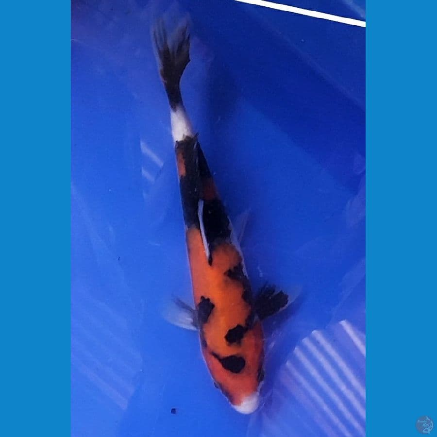 SHOWA (19CM)