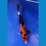 SHOWA (19CM)
