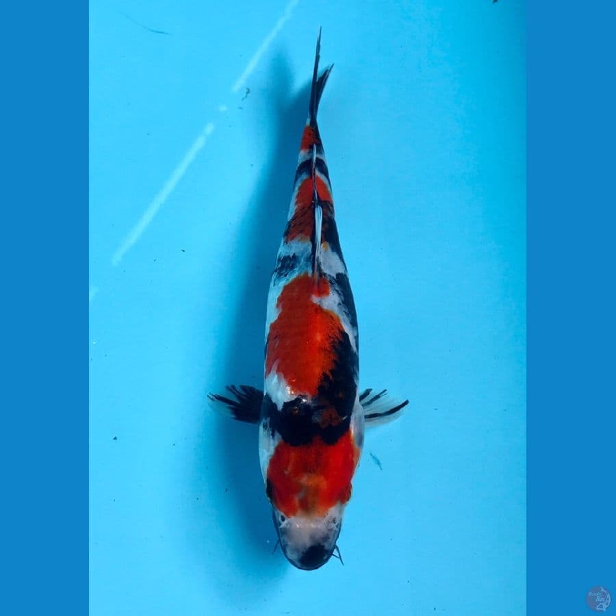 showa 20cm