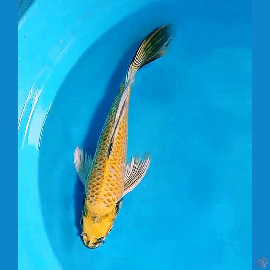 33 cm kumpay kin