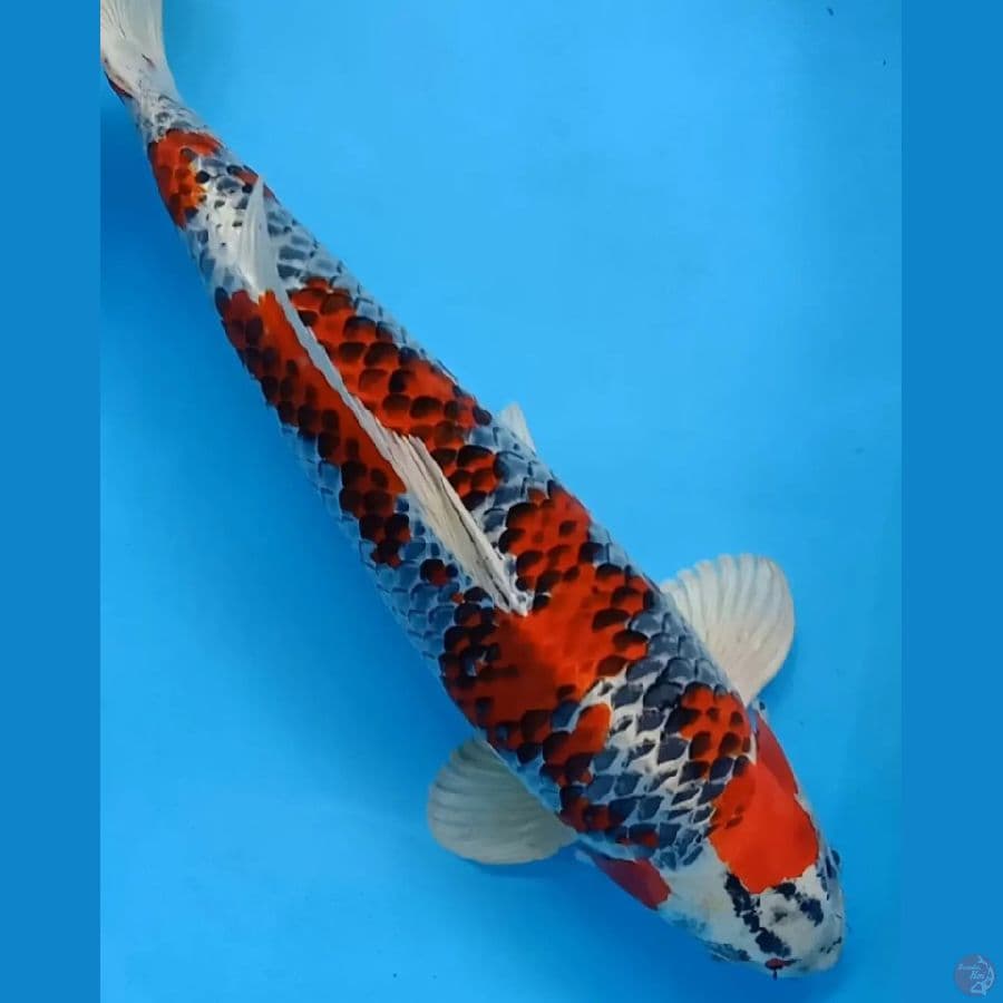 KUJAKU MALE 54CM ORIGINAL Istimewa