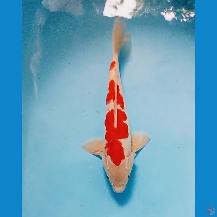 34 cm doitsu kohaku male