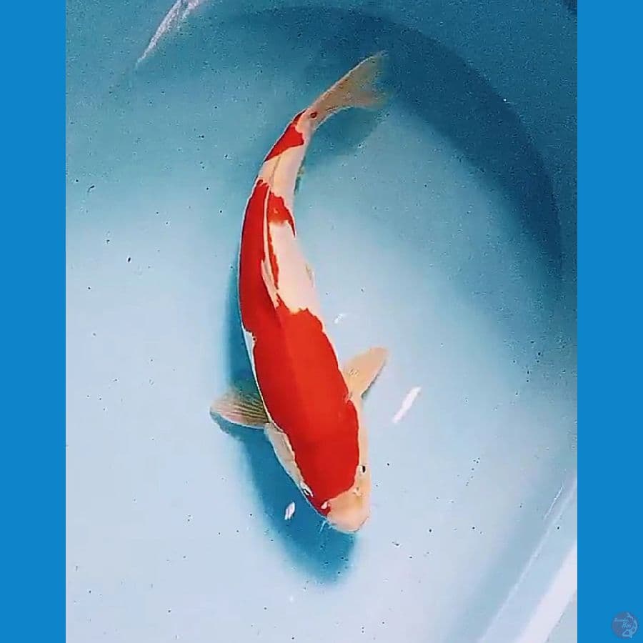 33 cm doitsu kohaku male