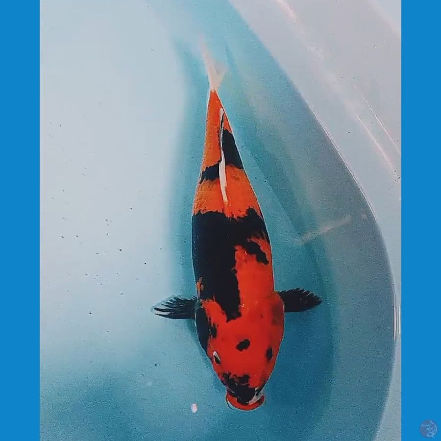 33 cm hi showa 