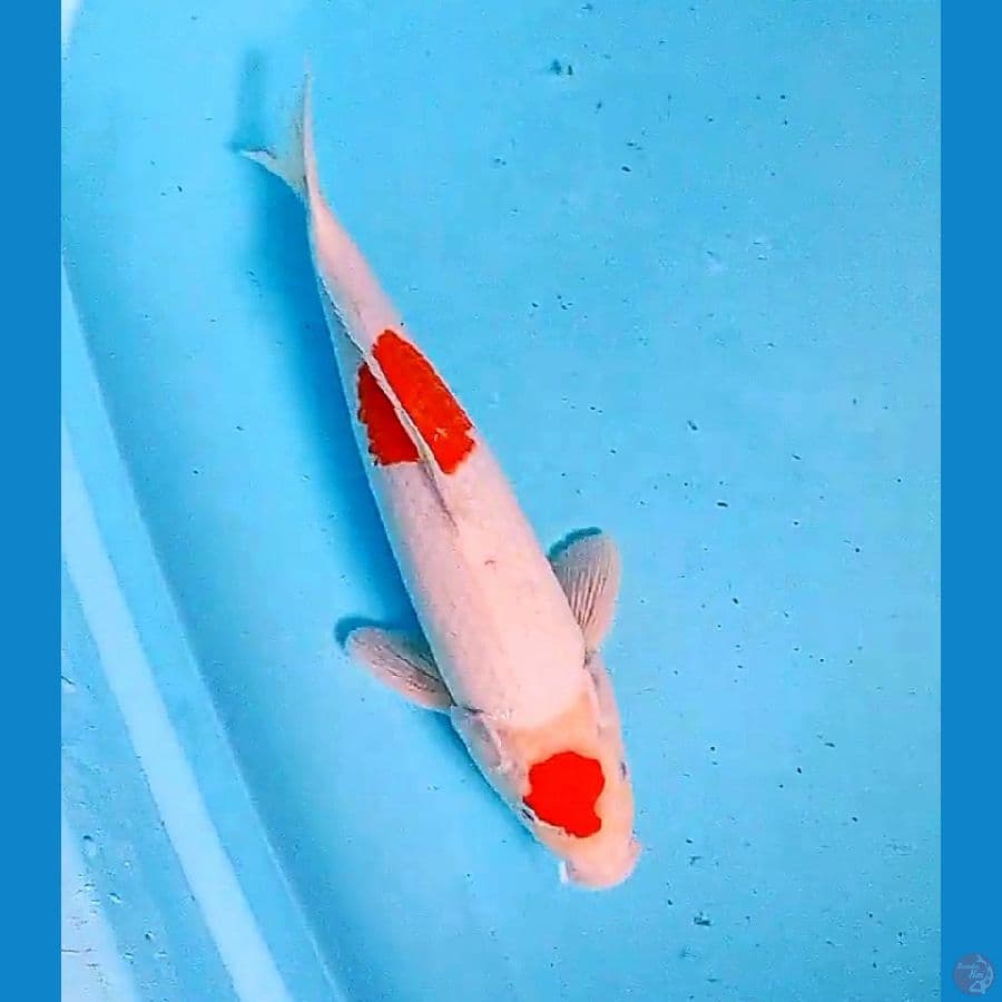 34 cm maruten kohaku male