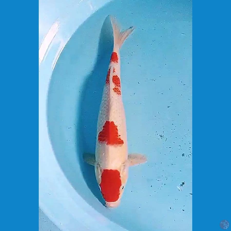 33 cm kohaku