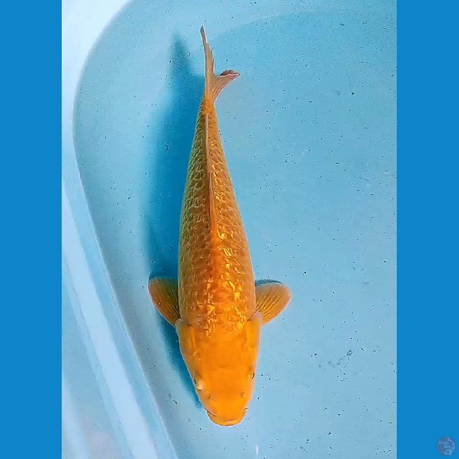 34 cm caramel ginrin male