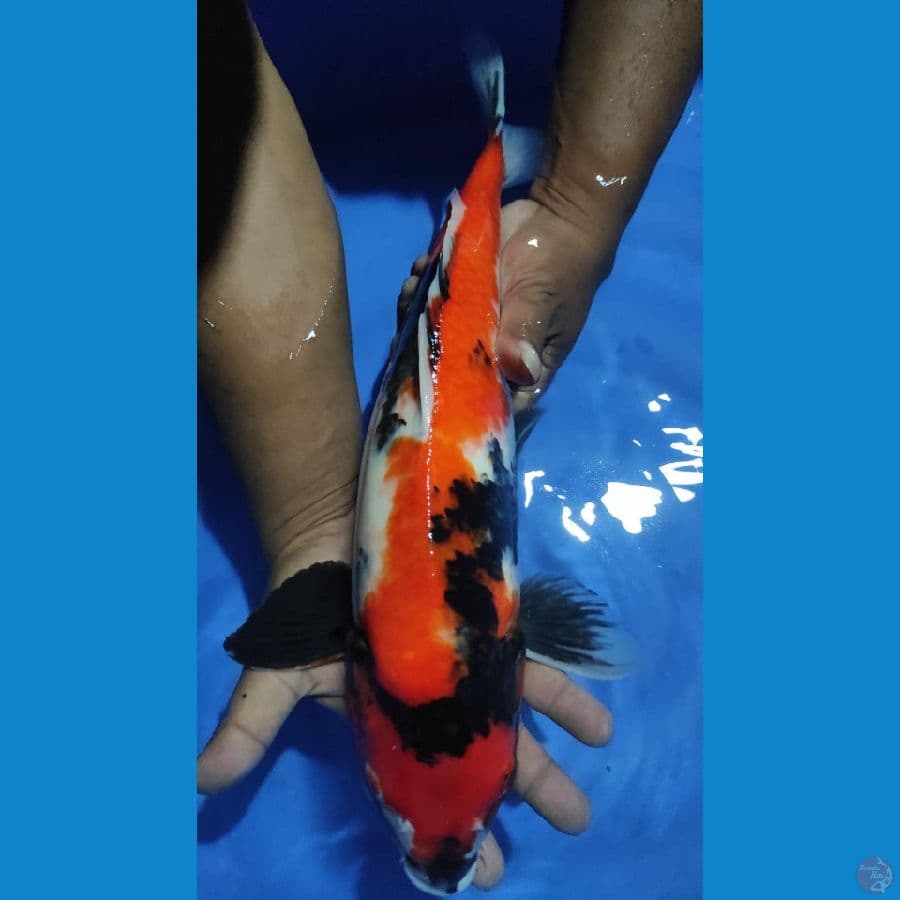 showa 44cm
