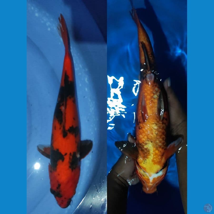 utsuri tembus perut 47cm