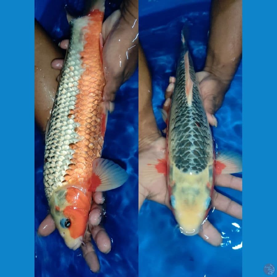 asagi 42cm jantan