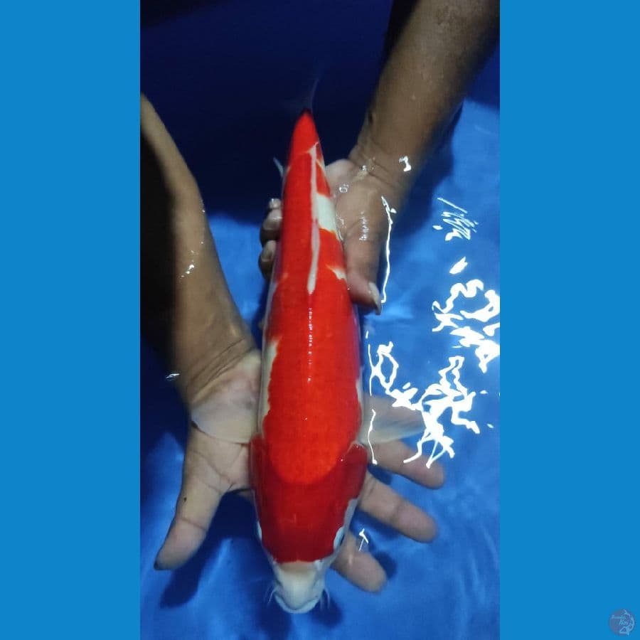 kohaku 42cm