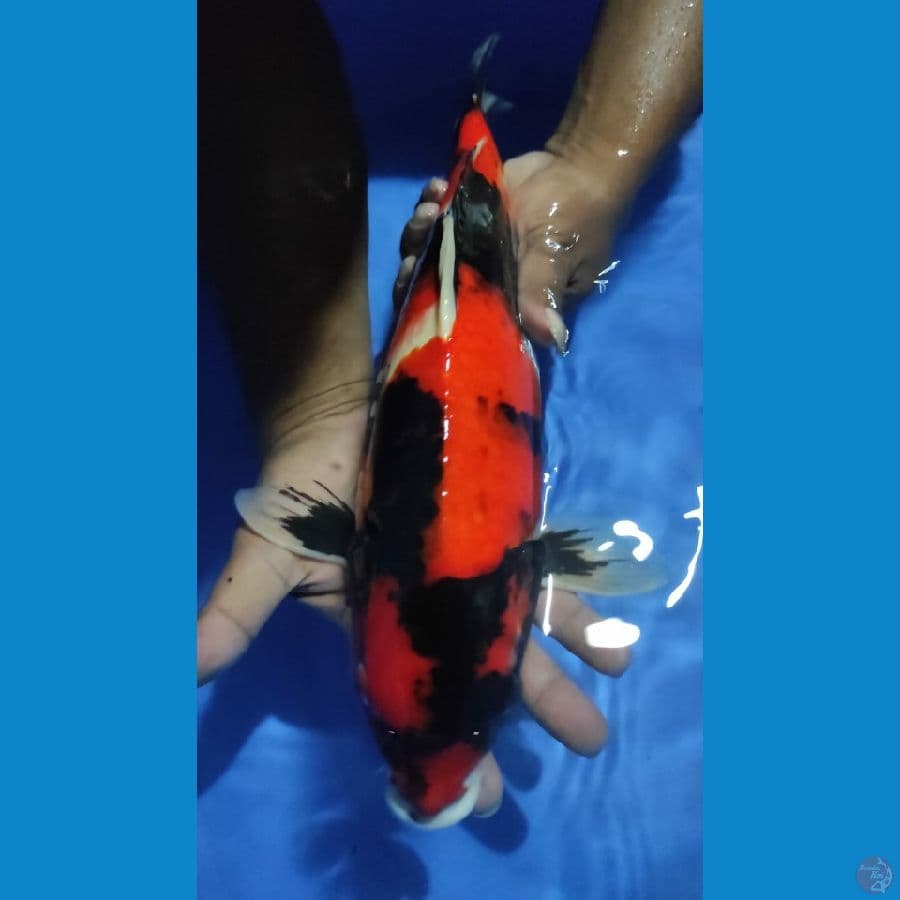 showa 40cm