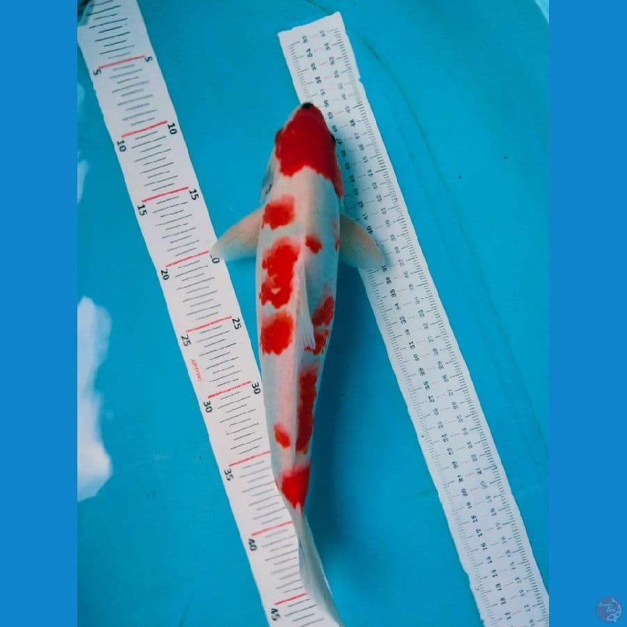 showa 34cm