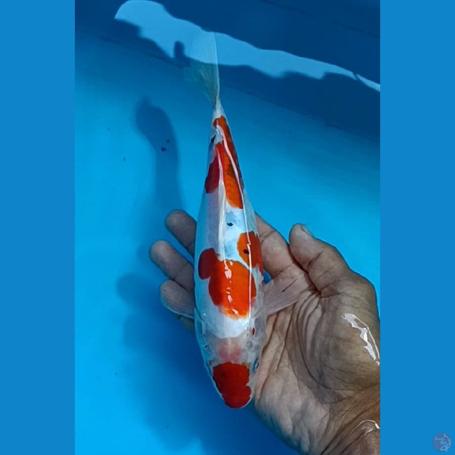 Doitsu sanke 24 cm