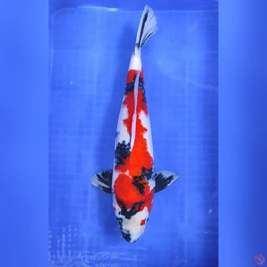( 48CM ) JUMBO SHOWA - MALE