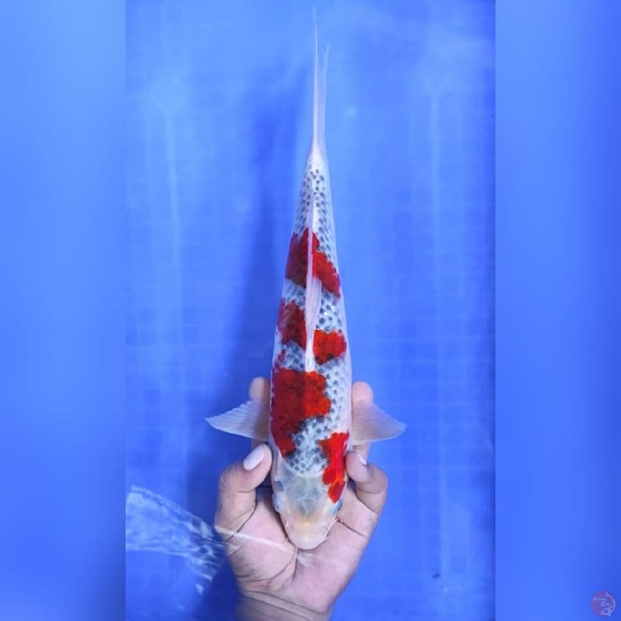 ( 34CM ) GHOSIKI ORIGINAL - MALE