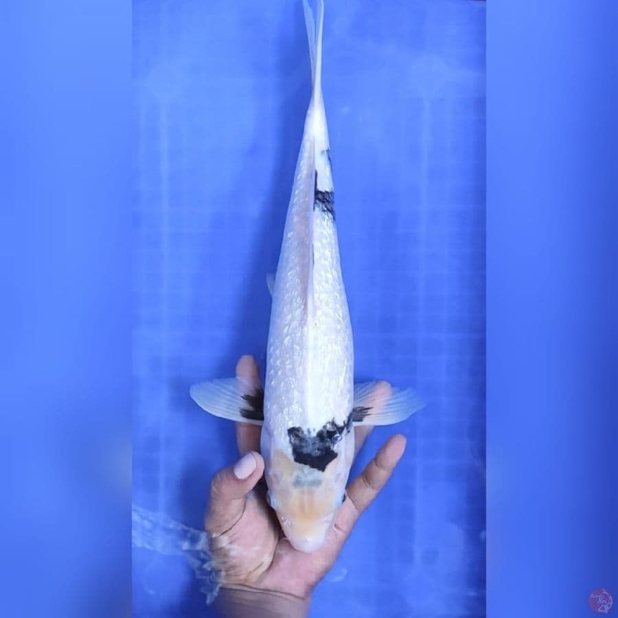 ( 40CM ) SHIRO GINRIN - FEMALE 