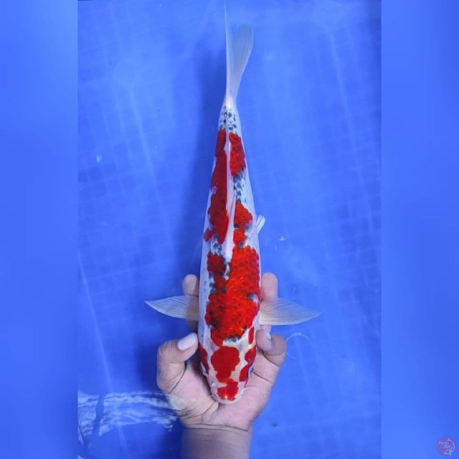 ( 36CM ) RED GHOSIKI - MALE