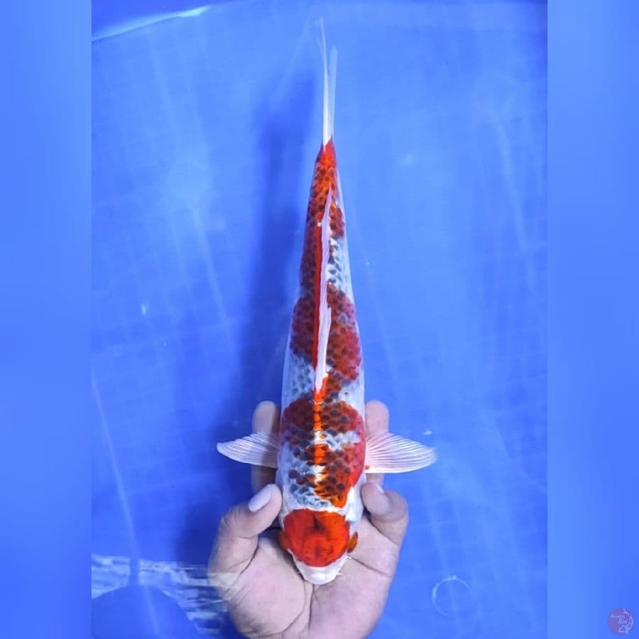 ( 31CM ) MARUTEN INAZUMA - MALE