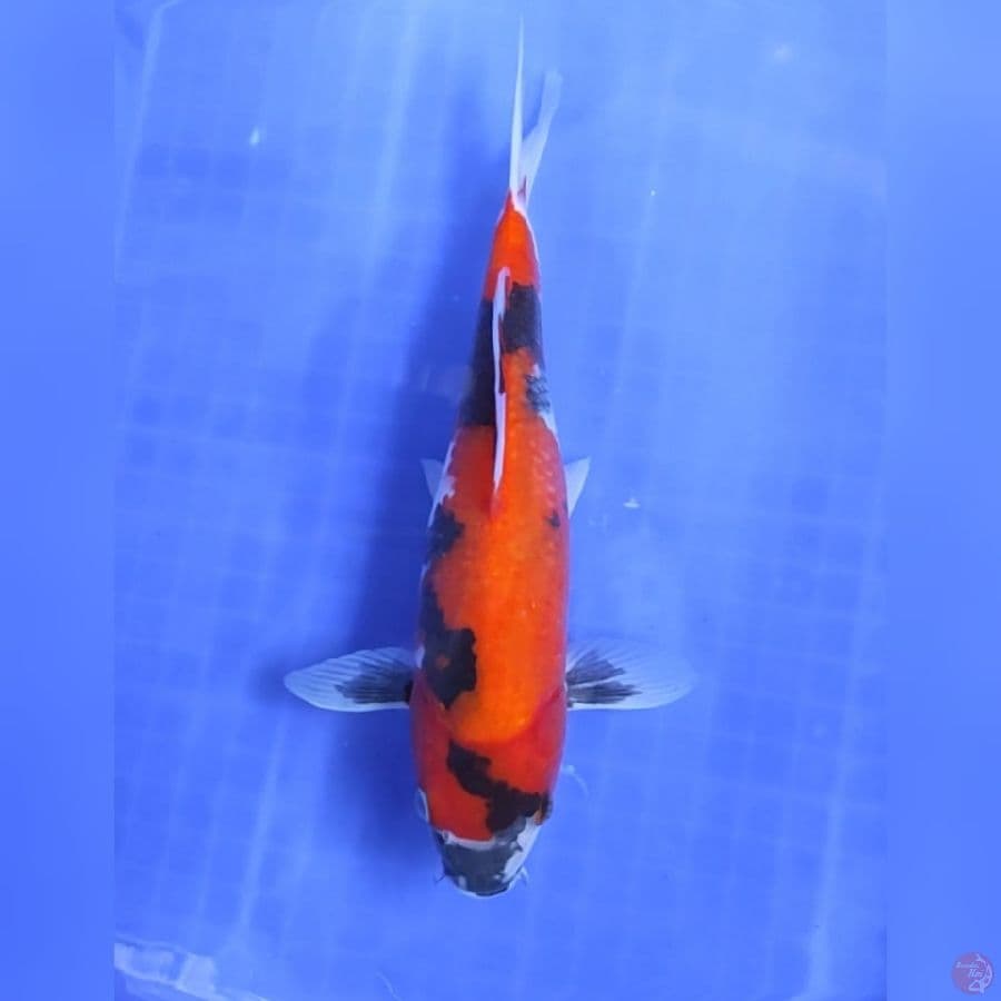 ( 30CM ) SHOWA MOTOGORO - FEMALE 