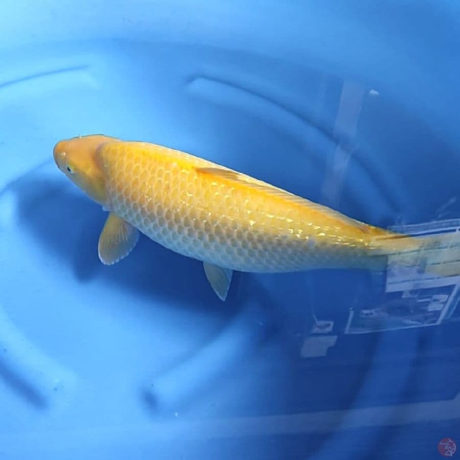 ( 45CM ) KARASHI GINRIN BULKY - FEMALE