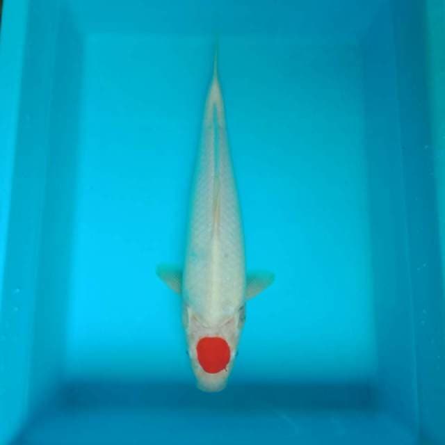 Tancho kohaku 35 cm 