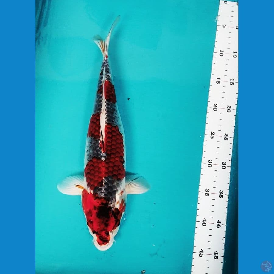 KURO GOSHIKI 37CM FM