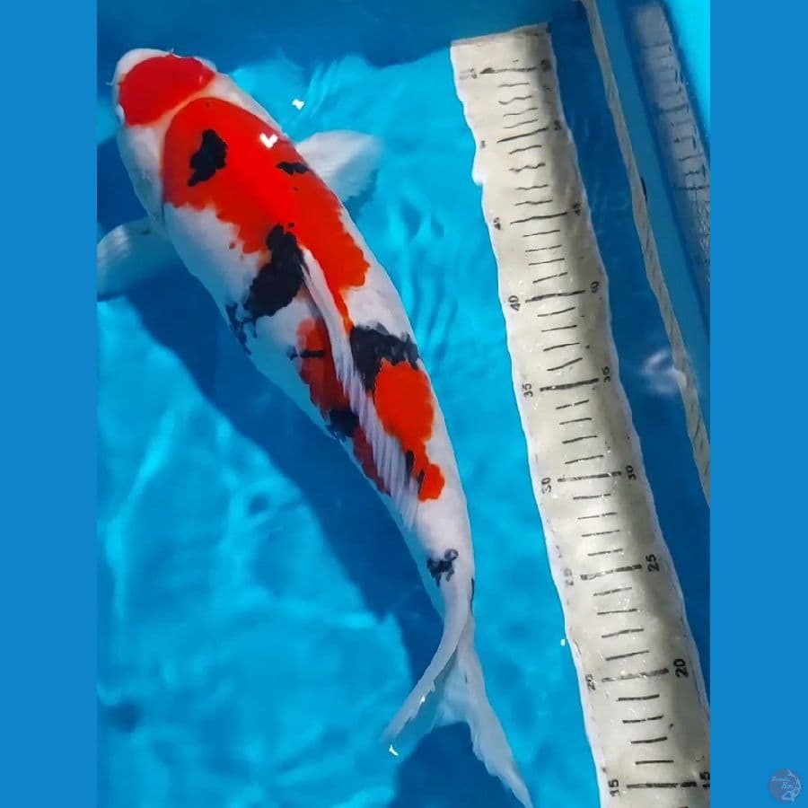 SANKE PUNUK BULKY 43 CM JANTAN