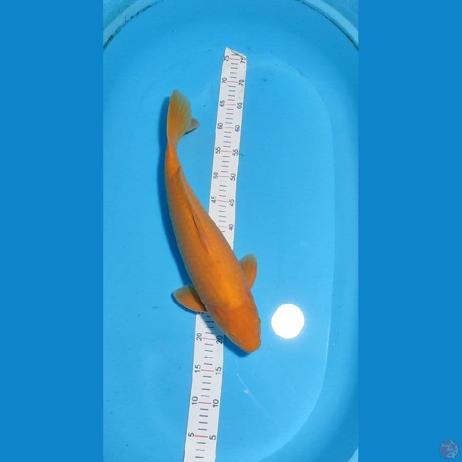 karashi lemon 47cm jantan