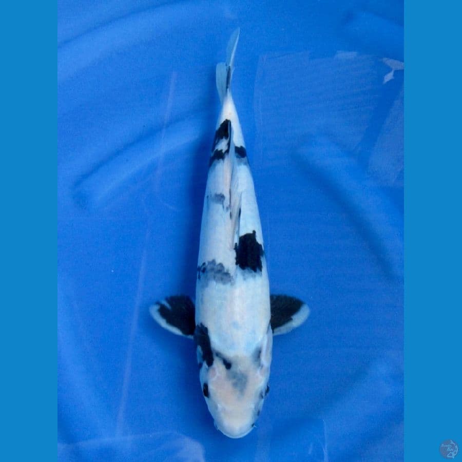 32cm - Calon Show Qulity 
