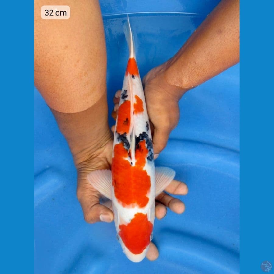 32cm - F1 Original Male 