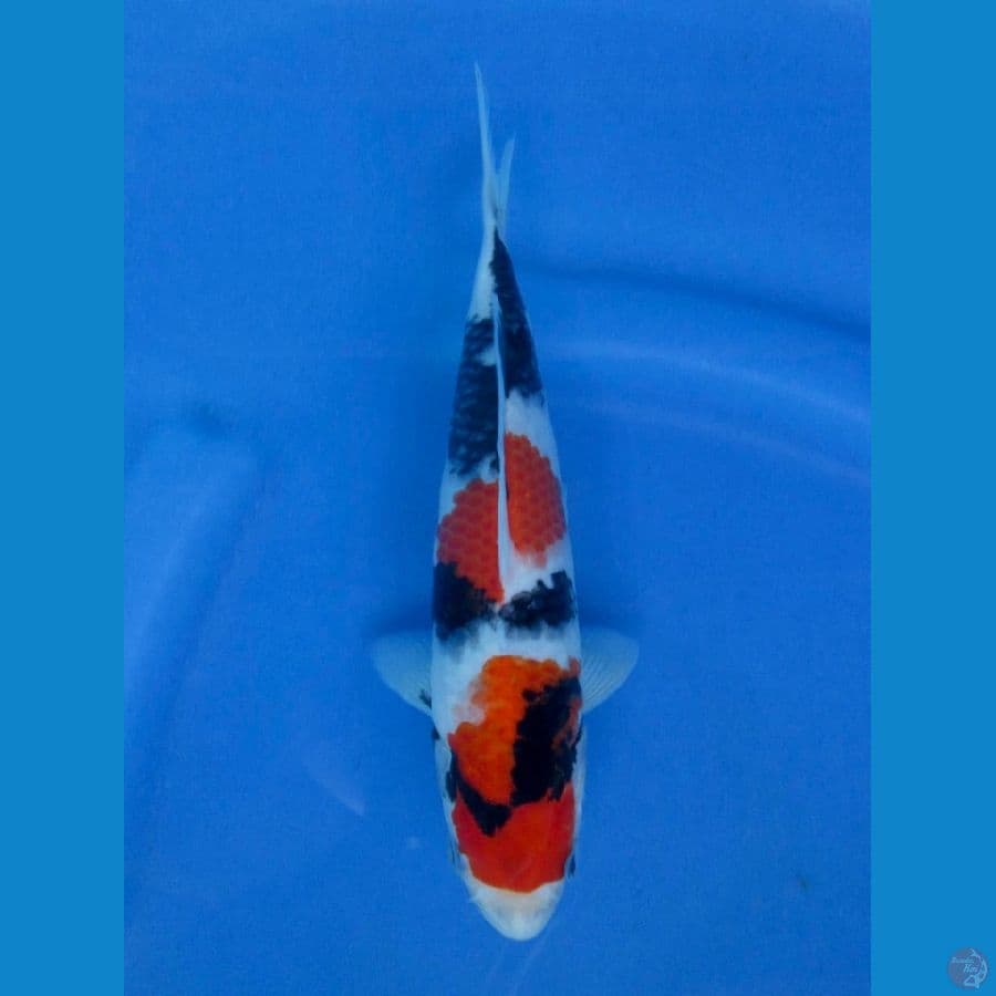 23cm - Calon Show Quality