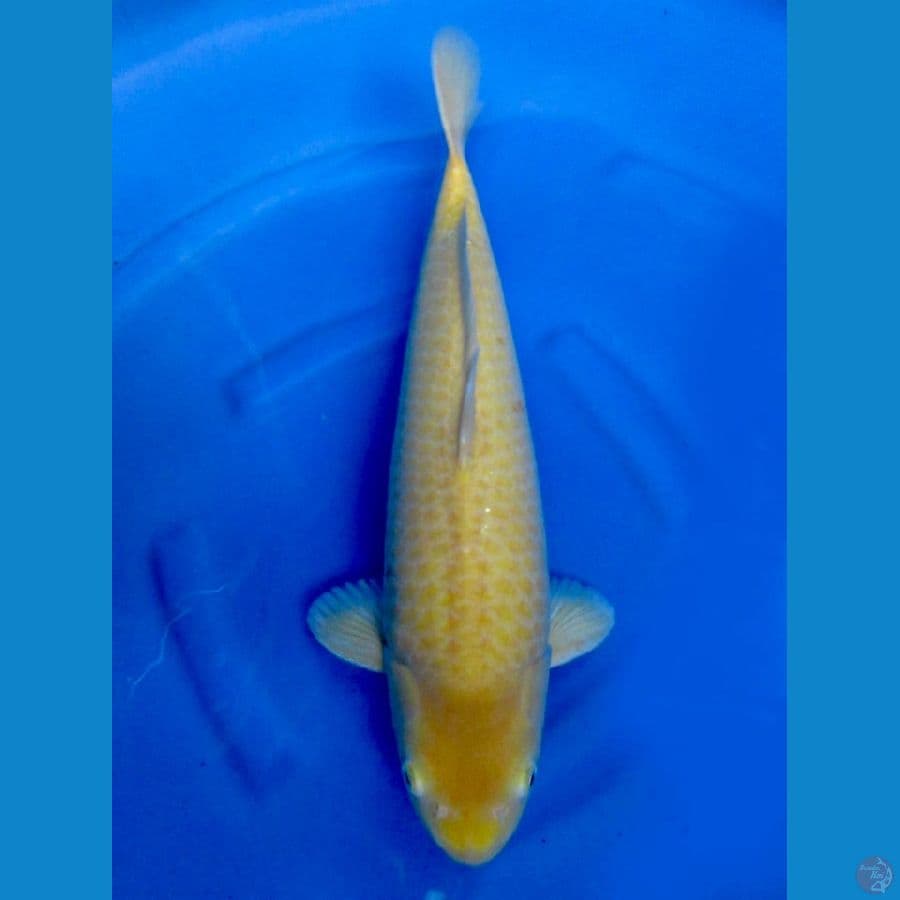 46cm - Male Bulky F1